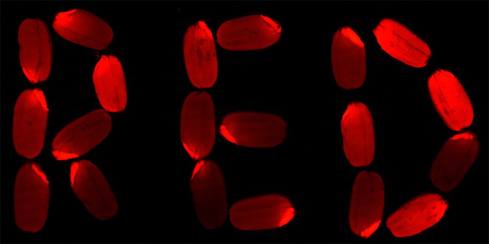 红色荧光蛋白 TagRFP在水稻种子上面表达的效果