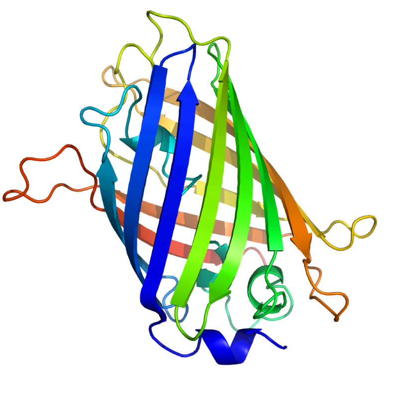 GFP 结构