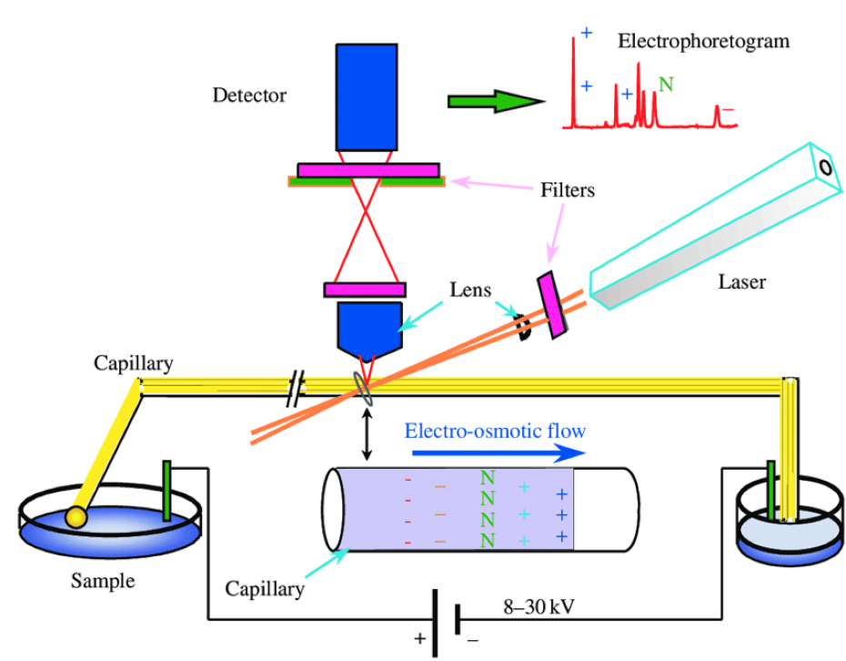 毛细管电泳的原理和优势